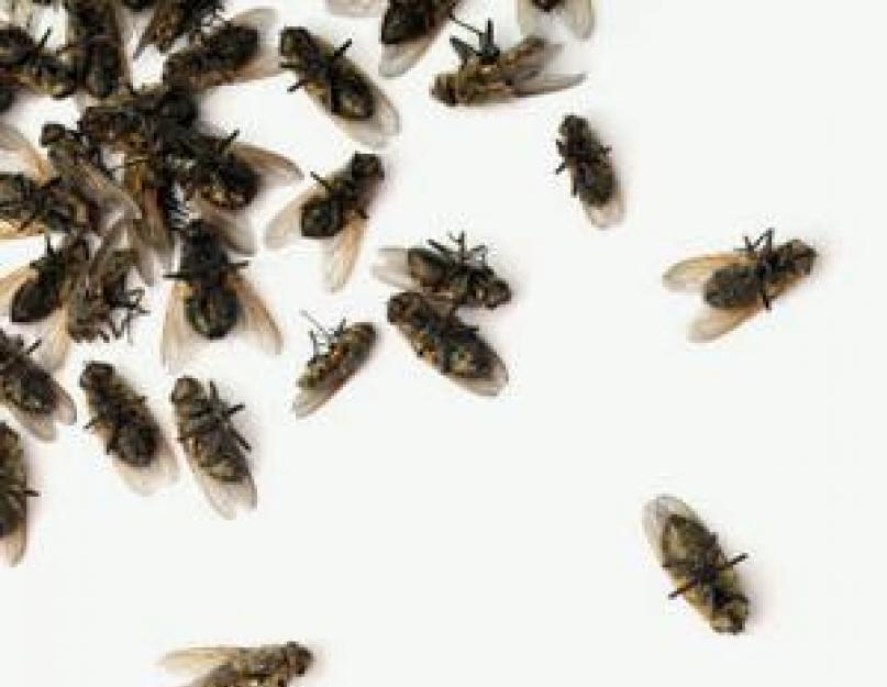 К чему снятся мухи вылезающие из тела. Что означают особые приметы
