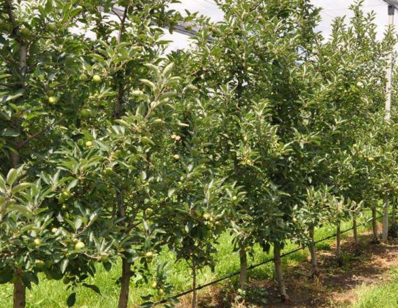 Яблоневый сад: современные технологии. Яблоневый сад на карликовом подвое в подмосковье Технология защиты растений в интенсивном садоводстве яблок