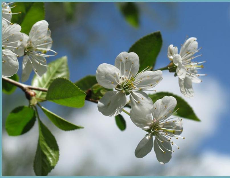 Молодая вишня много мелких плодов кислых причины. Почему вишня цветёт, но не плодоносит? Что делать в таком случае? Использование некачественного посадочного материала