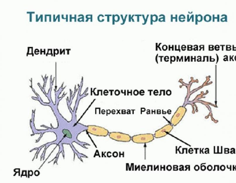 Нервная система человека самое главное. Что такое нервная система человека: строение и функции сложной структуры