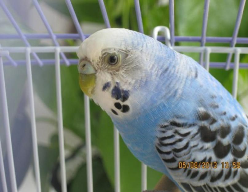 У попугая выпадают перья из крыльев. Не хватает витаминов? Нарушение гормонального фона