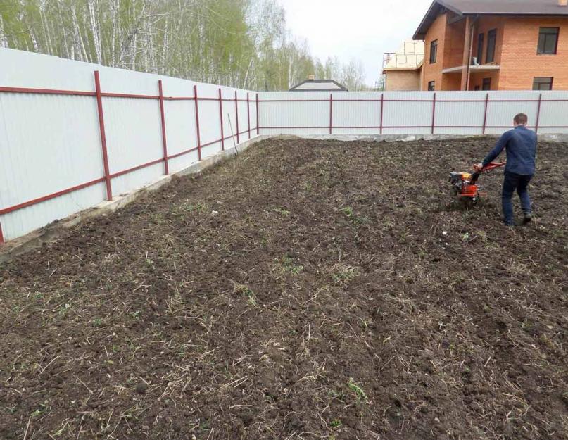 Как посеять газон на даче. Как самостоятельно посеять газонную траву весной