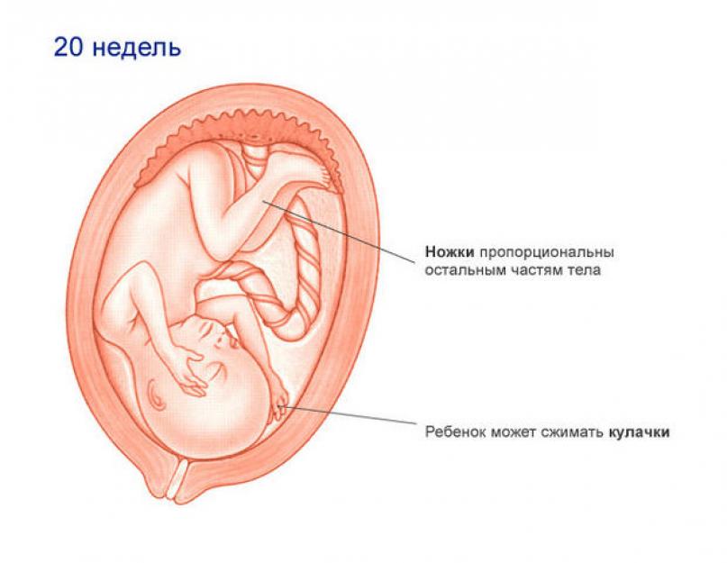 20 неделя ощущения. Эмбрион на 20 неделе беременности. 20 Недель беременности размер плода. Размер малыша на 20 неделе беременности. Расположение ребенка на 20 неделе беременности.