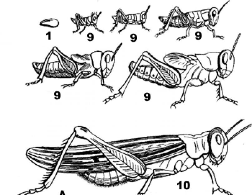 Схема превращения насекомых. Цикл развития саранчи. Цикл развития кузнечика. Онтогенез саранчи. Неполный метаморфоз у саранчи.