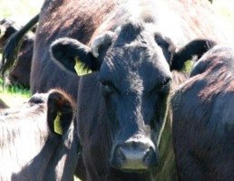 Видеть во сне корову. Во сне телёнок бодается. Швейцарские корова во сне. К чему снится огромная корова.