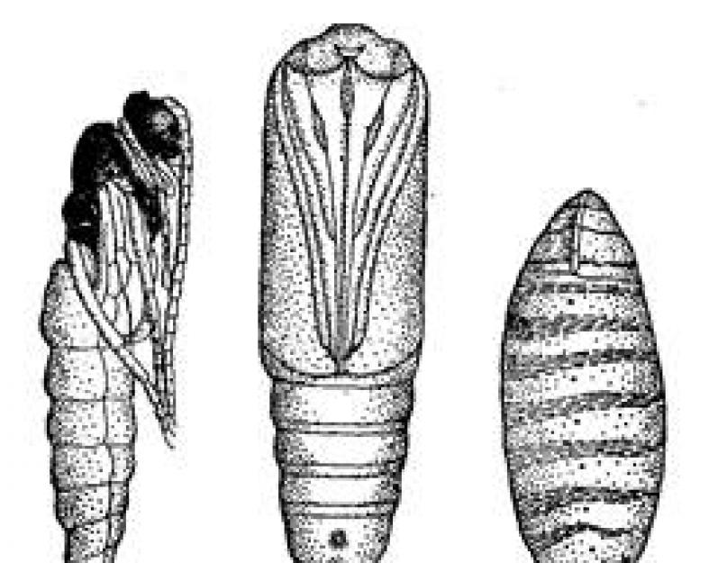 Стадия куколки характерна для развития. Камподеовидная личинка. Комподиевидная личинка. Имагообразная личинка. Тип личинки … .Камподеовидная.