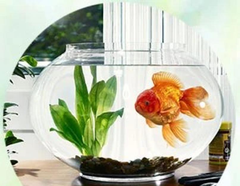 Сонник аквариум рыбы. К чему снится золотая рыбка в аквариуме? Если приснился аквариум с живностью