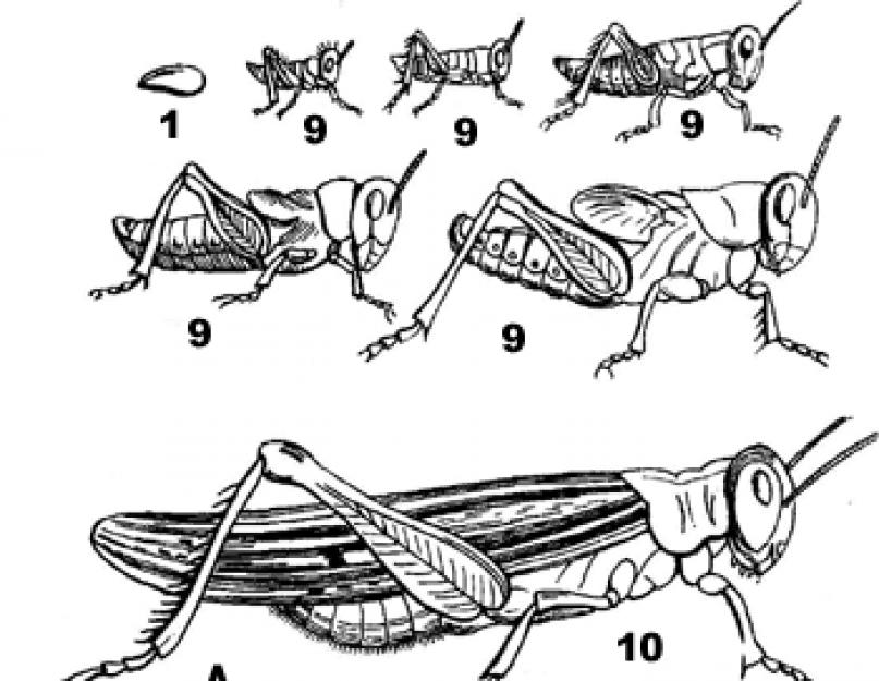 О личиночной и взрослой стадии насекомых. Биология развития насекомых